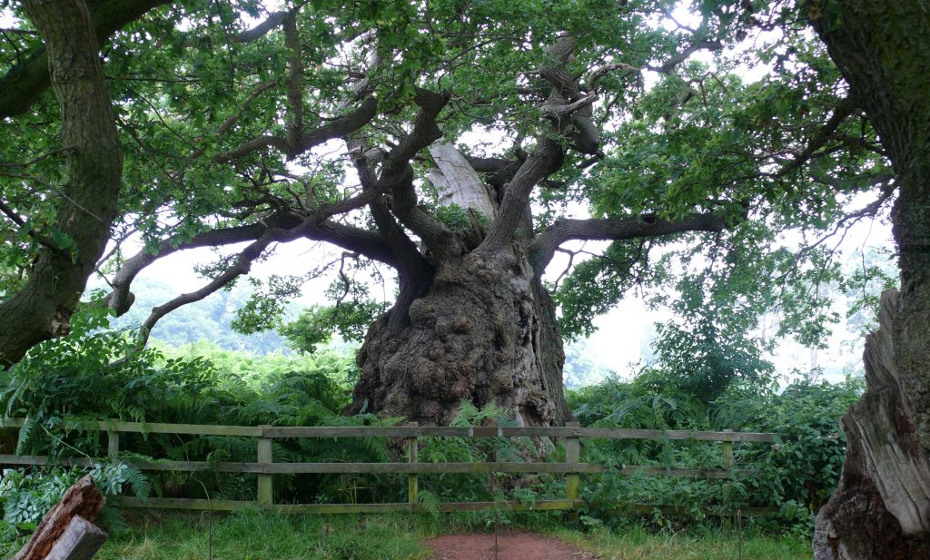 National Trust Calke Abbey Ancient Tree